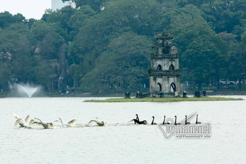 Đàn thiên nga được thả ngày 5.2 tại Hồ Gươm. Ảnh: Vietnamnet