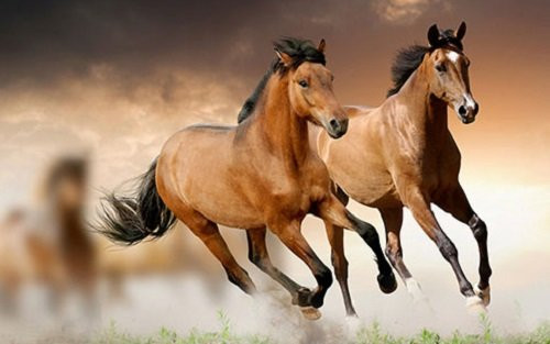 Tháng 2, con giáp nào làm ăn gặp 'thiên thời, địa lợi' nhất?