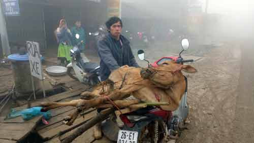 Con bò của hộ anh Lù A Khua (bản Tà Xùa C) vừa được Nhà nước hỗ trợ tháng 11.2017. Anh Khua mong muốn sẽ có cơ hội đổi đời từ con bò nhưng đến nay bò đã chết rét...ảnh: Kiều Thiện