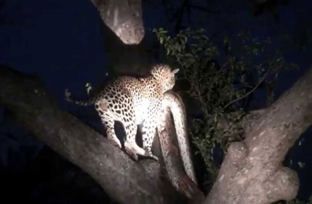 Cướp mồi từ linh cẩu, báo mai hoa lôi trăn khổng lồ lên cây