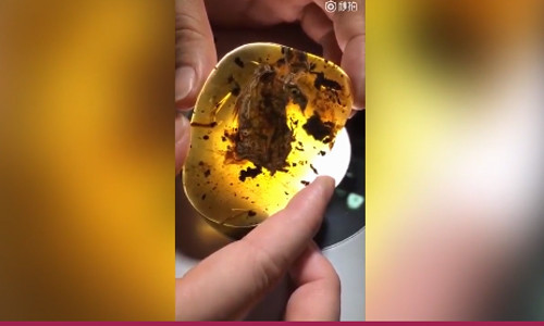 Hóa thạch chim nguyên vẹn nhất trong hổ phách 99 triệu năm