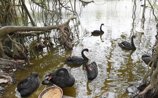 Hình ảnh đàn thiên nga khi được thả thử nghiệm ở Hồ Gươm.