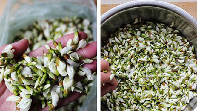 Món ăn từ hoa hòe chữa bệnh hiệu quả