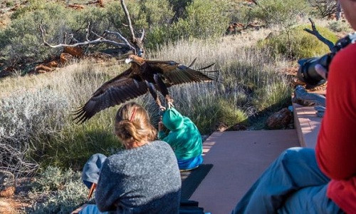 Con đại bàng lao xuống tấn công bé trai trước mặt nhiều khán giả. Ảnh: Instagram.