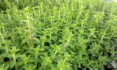 Rau ngổ thường được dùng làm rau thơm cho một số món ăn và có tác dụng chữa bệnh không ngờ. 