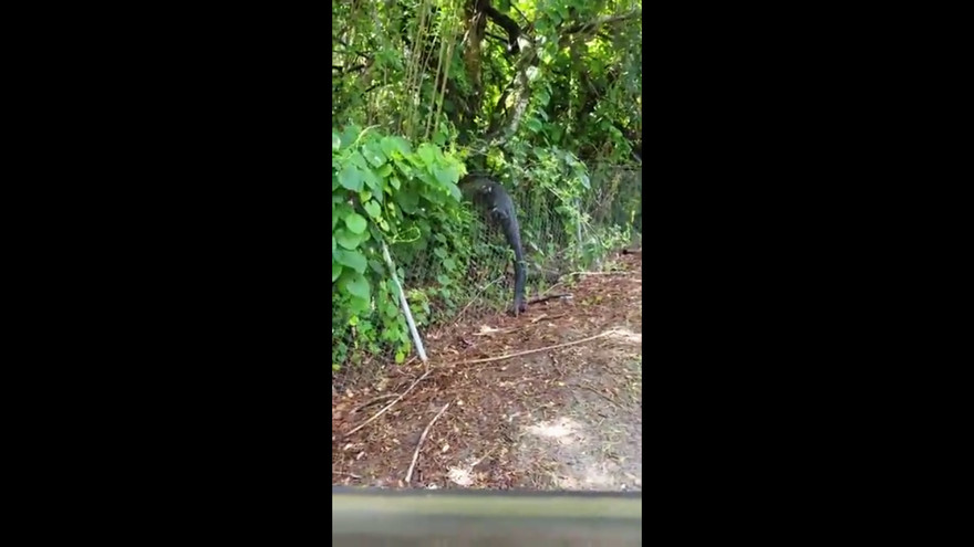 Hình ảnh cắt từ clip