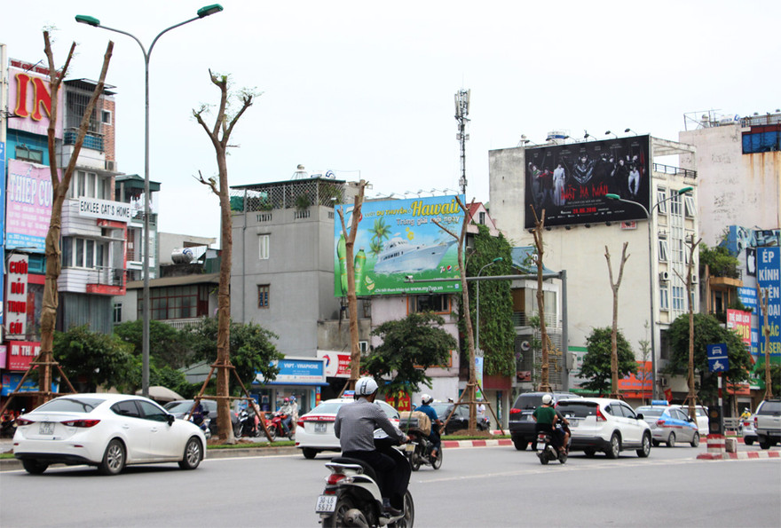 Hà Nội sắp có thêm nhiều tuyến phố hoa phượng đỏ