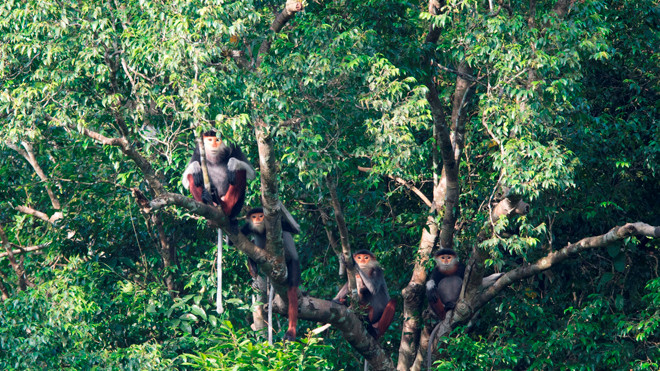 Linh trưởng quý hiếm tại vùng khe nước trong do Bảo tồn thiên nhiên Việt cung cấp 
