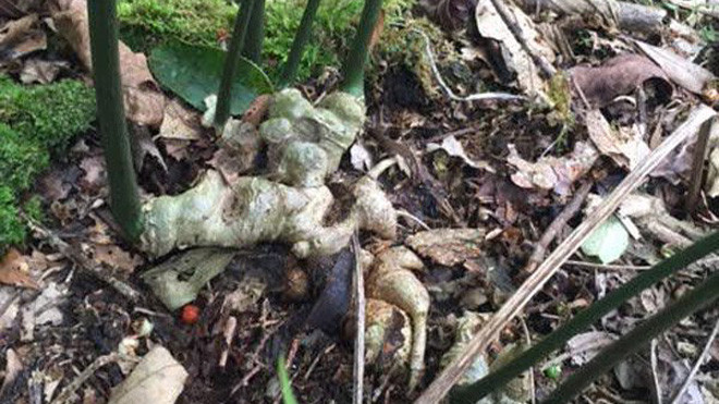 Cây sâm Ngọc Linh 'Tổ' 7 nhánh của ông Lĩnh