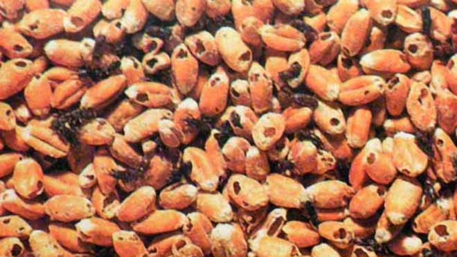 Lúa mỳ bị mọt gây hại