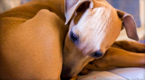 Trong miệng chó, mèo chứa một số loại vi khuẩn. Ảnh: CBS News.