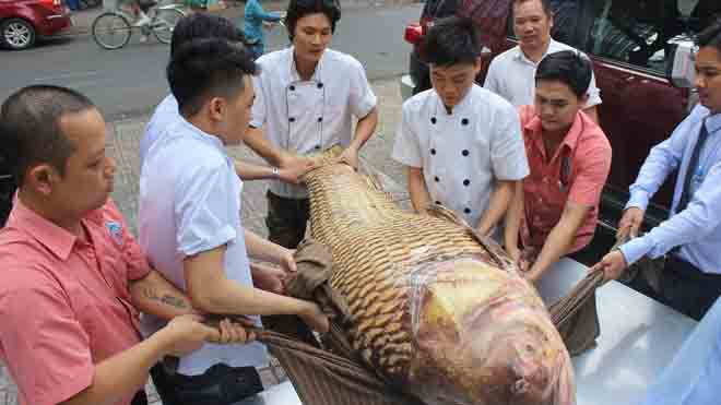 Con cá hô “khủng” có chiều dài hơn 1,5m, phải huy động nhiều người mới nhấc được.