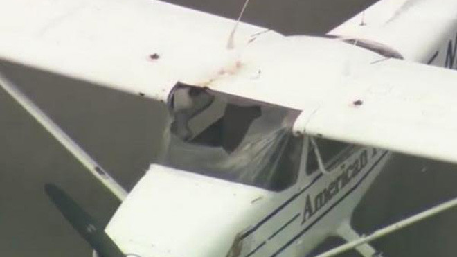 Con chim đã đâm thủng lớp kính không hề mỏng