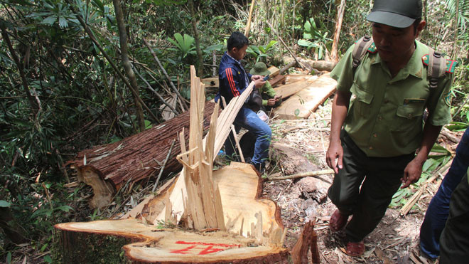 Hiện trường vụ phá rừng pơ mu tại biên giới Quảng Nam