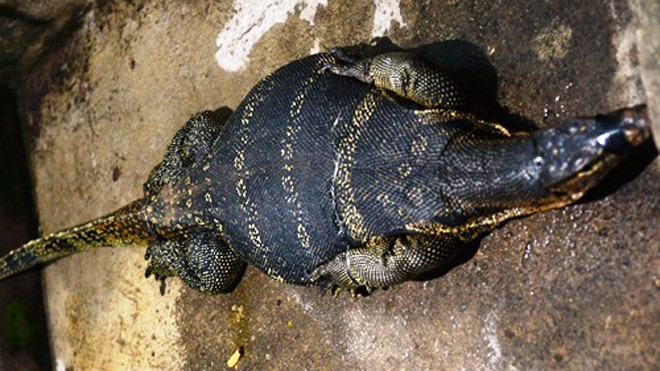 Con kỳ đà khổng lồ được bắt ở Rạch Bàng, quận 7. Ảnh: Hải Hiếu