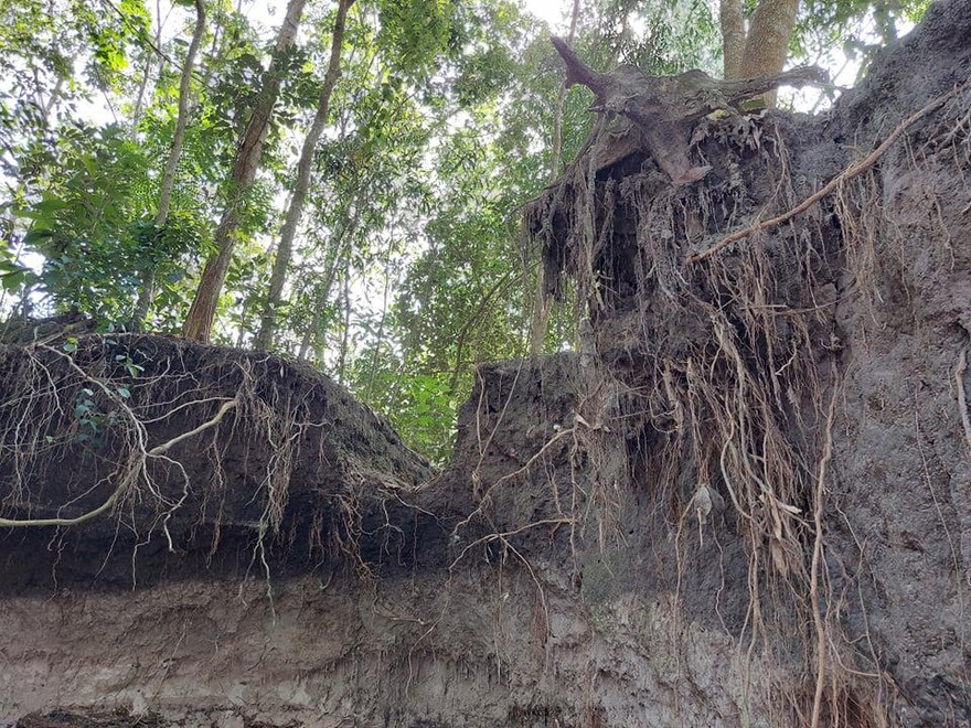 Sạt lở nghiêm trọng, hàng loạt cây trồng ‘mất chân’ đe dọa nhà dân ở Bình Dương