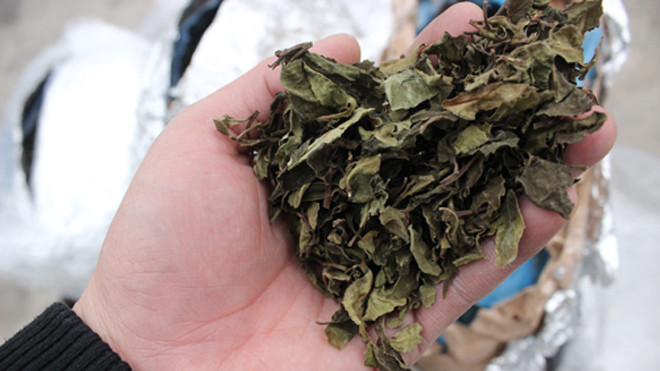 Lô hàng chứa lá khô được cơ quan điều tra nghi là lá khát - nguyên liệu sản xuất ma túy đá.
