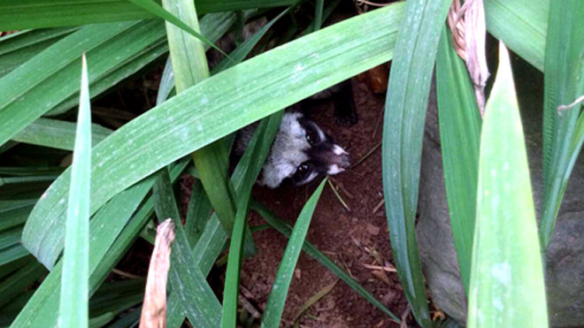 Con cầy vòi hương nấp trong bụi cây giữa vườn. Ảnh do SVW cung cấp.