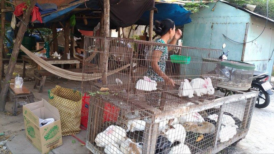 Gà, vịt được bày bán tràn lan ngay bên vệ đường Bình Long, quận Bình Tân, TPHCM