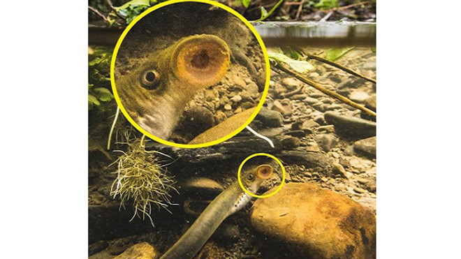 Con cá mút đá trong vườn nhà Rachel Kennedy. Ảnh: Mercury Press.