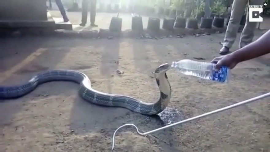 Hổ mang chúa sắp chết khát bò vào làng xin nước uống