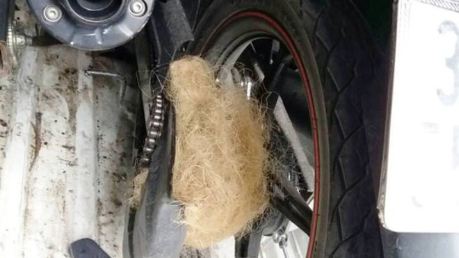 Một chiếc xe máy bị dính lưới của CSGT