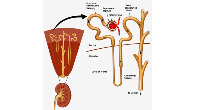 Ảnh minh hoạ: Internet