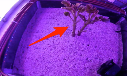 Cây khoai tây mọc trong thí nghiệm. Ảnh: CIP.