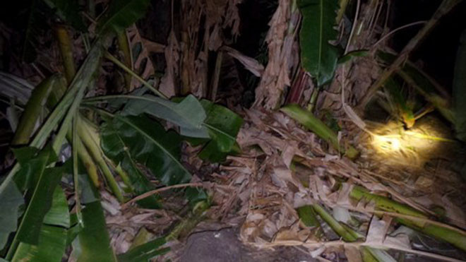 Lo ngay ngáy vì đàn voi rừng áp sát khu dân cư hằng đêm