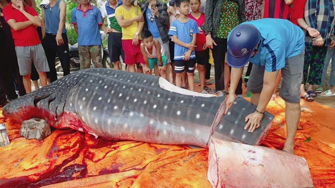 Cá 1 tấn được cắt khúc không phải là loài quý hiếm?