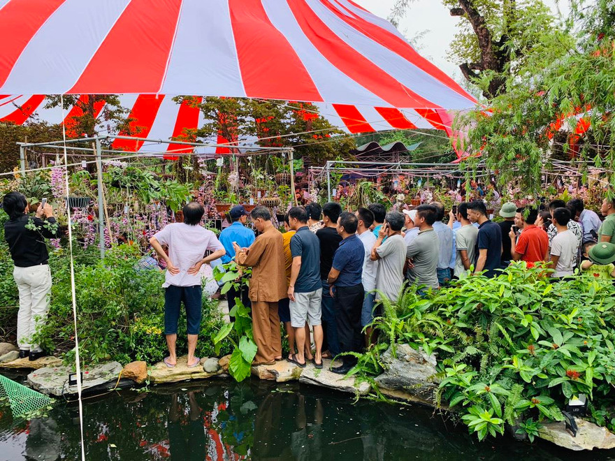 Ngày hội hoa lan Thái Bình quy tụ nhiều loài lan đẹp, hiếm. Ảnh: Hoàng Long