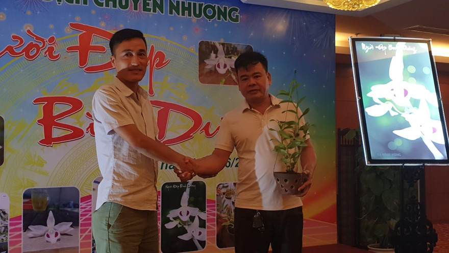 Chậu lan chục tỷ đồng được chuyển giao cho chủ mới - Ảnh: Hoàng Long