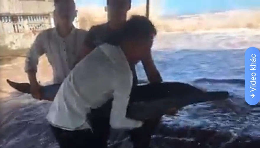 Các nhóm thanh niên chuyền tay nhau chú cá heo để vui đùa, chụp ảnh - Ảnh: Hoàng Long