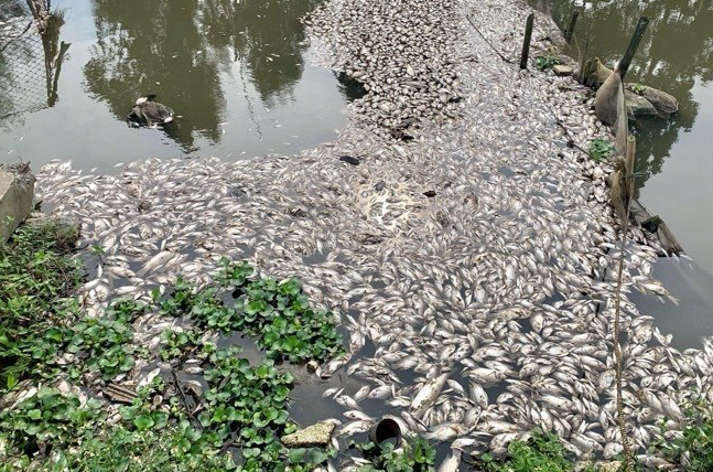 Cá chết nổi trắng mặt sông Chanh - Ảnh: Hoàng Long