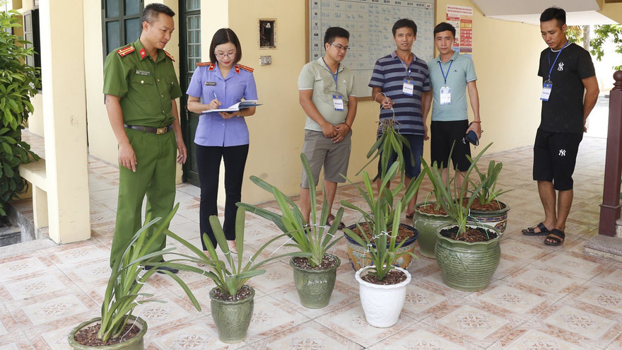 Các chậu lan quý bị trộm được công an thu hồi - Ảnh: Hoàng Long