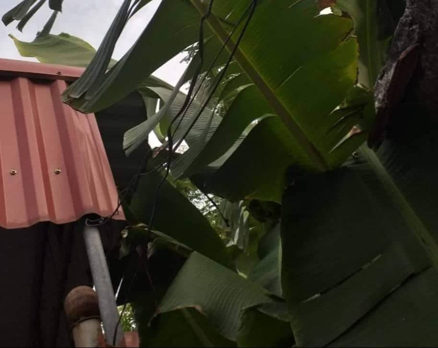 Đường dây điện được kéo từ nhà ông Thắng ra ruộng để lập bẫy chuột - Ảnh: Hoàng Long