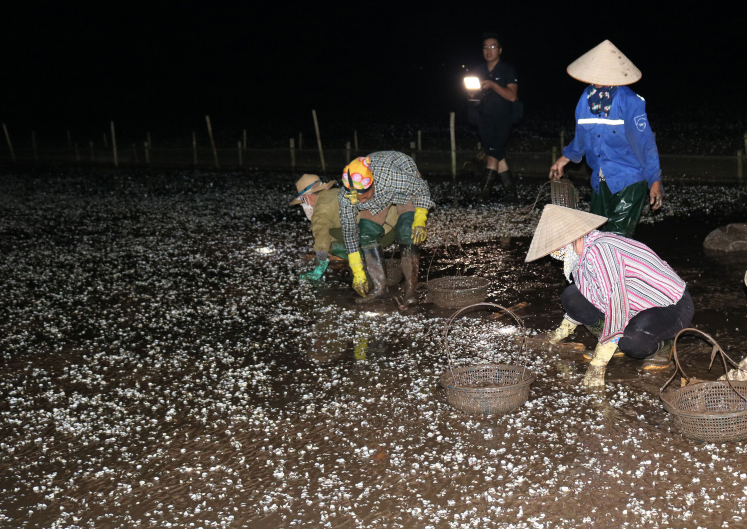 Ngao chết trắng đầm tại Tiền Hải, Thái Binh - Ảnh: Hoàng Long