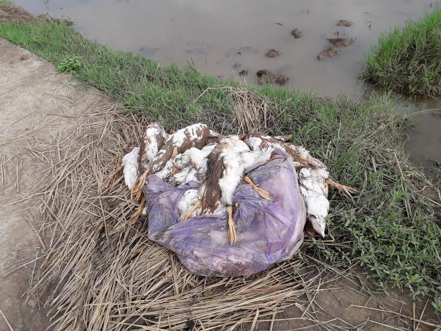 Vịt mắc cúm gia cầm H5N6 được phát hiện tại Thái Bình - Ảnh: Hoàng Long