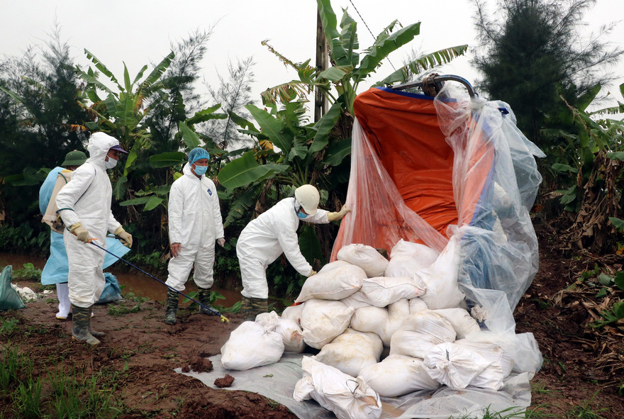 UBND xã Hải An khia khống số lượng lợn bị dịch tả để lấy, chia nhau hơn 486 triệu đồng tiền hỗ trợ - Ảnh: Hoàng Long