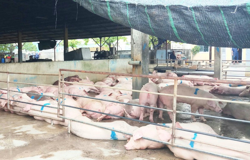 Xuất hiện ổ dịch tả lợn châu Phi thứ 2 tại Quảng Trị.