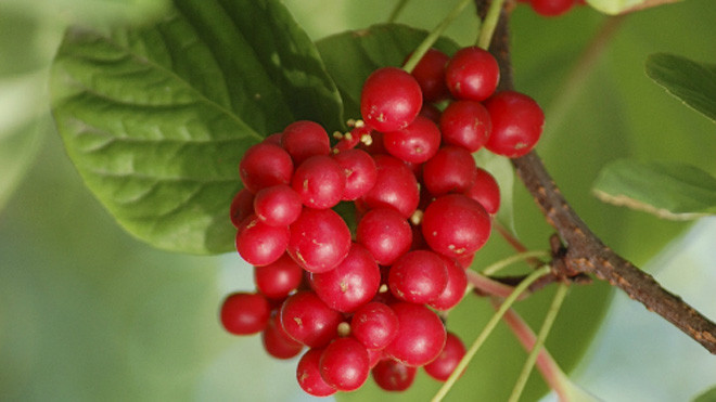 Cây ngũ vị tử. Ảnh: thedigestersdilemma.com.