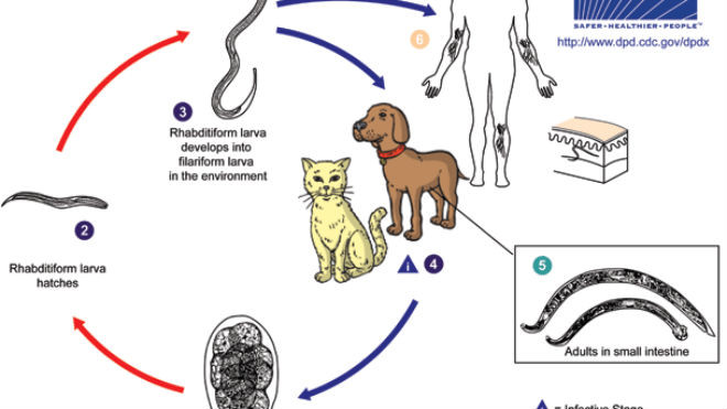 Nuôi dưỡng chó cưng: Coi chừng giun, sán