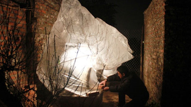 Người dân thức đêm để giữ ấm cho cây đào những ngày giá rét.