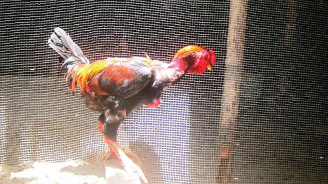 Gần Tết gà 'tiến vua' bạc triệu vẫn cháy hàng