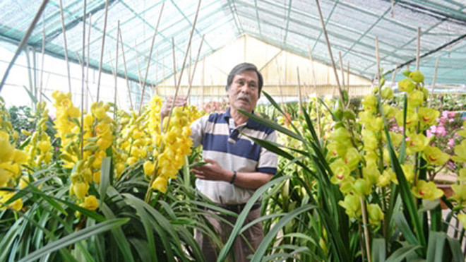 Địa lan Đà Lạt được mùa hoa Tết.