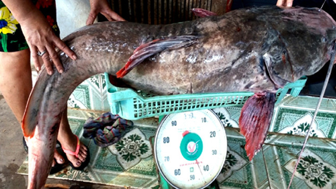 Con cá lăng đuôi đỏ nặng 43 kg. Ảnh: Kh.Uyên