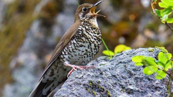 Loài chim hoét rừng Zoothera salimalii. Ảnh: Scinews.com