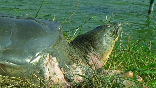 Những điều ít người biết về cụ Rùa Hồ Gươm