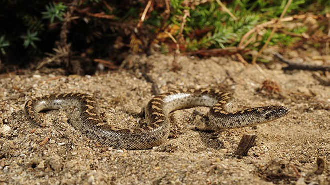 Rắn hổ cát được người Hy Lạp dùng làm vũ khí thời cổ đại. Ảnh: Wikimedia Commons.