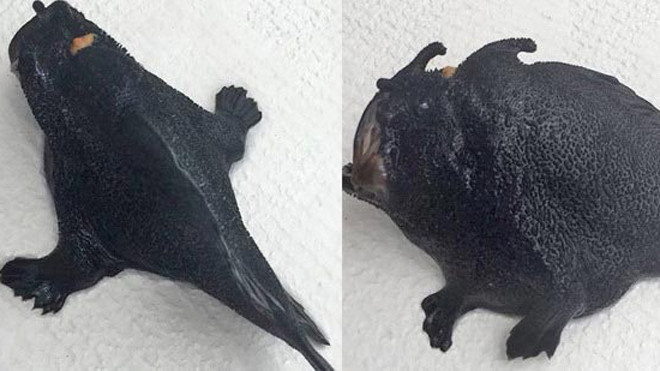 Bắt được cá “ngoài hành tinh” đi bộ dưới đáy biển